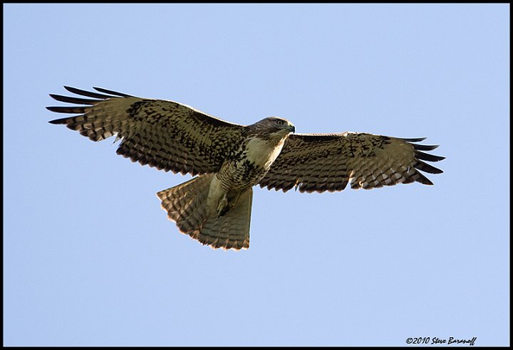 6316 red-tailed hawk.jpg